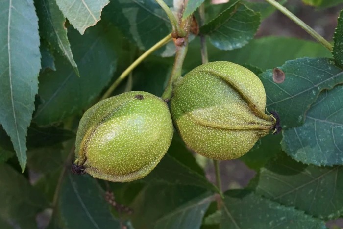 Carya cordiformis image
