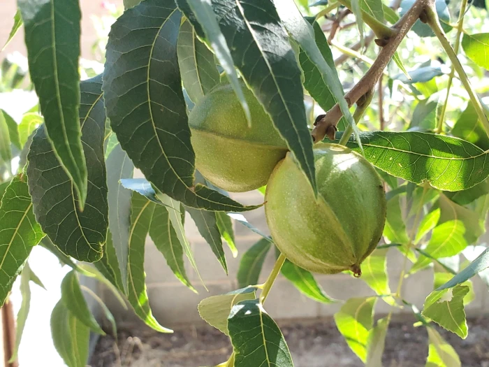 Carya illinoinensis image