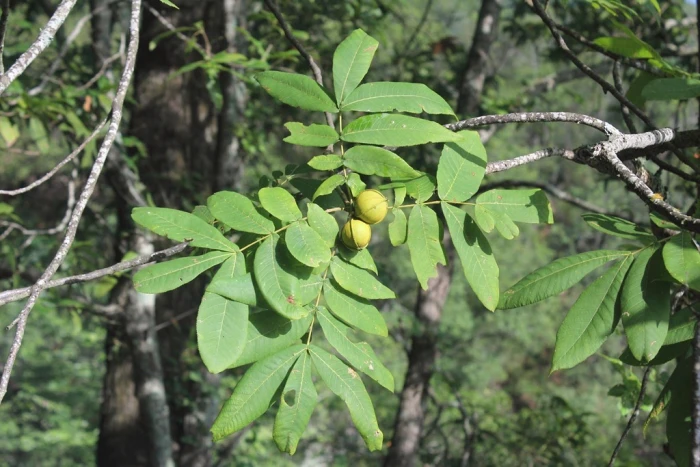 Carya myristiciformis image