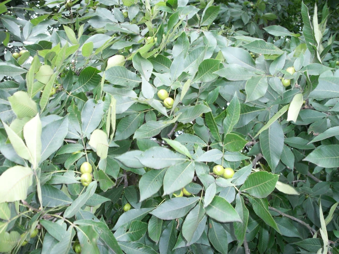 Carya ovata image