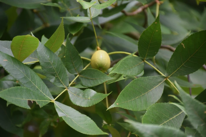Carya texana image