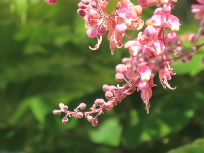 Cassia grandis image