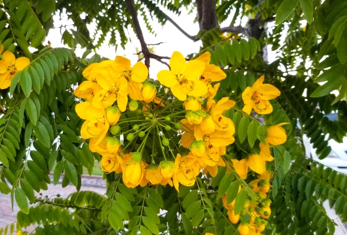 Cassia leptophylla image