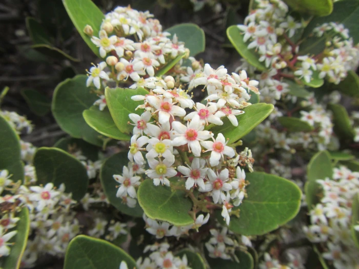 Cassine peragua image