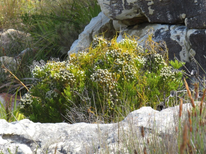 Cassytha ciliolata image