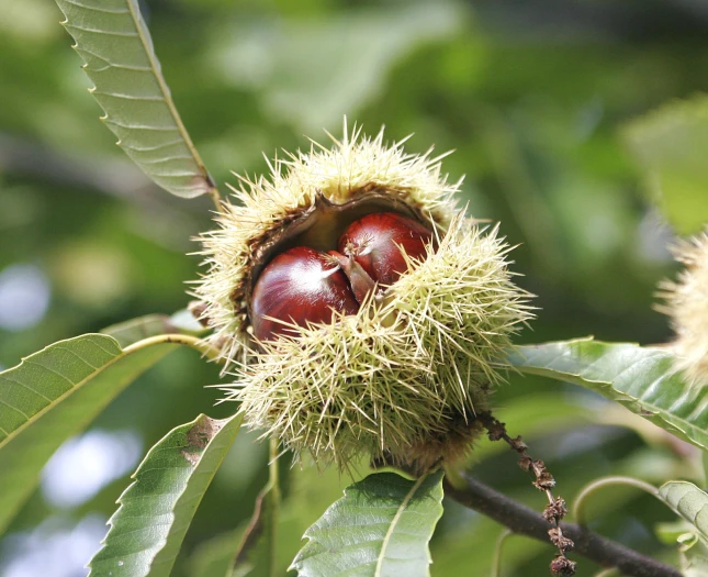 Castanea sativa image