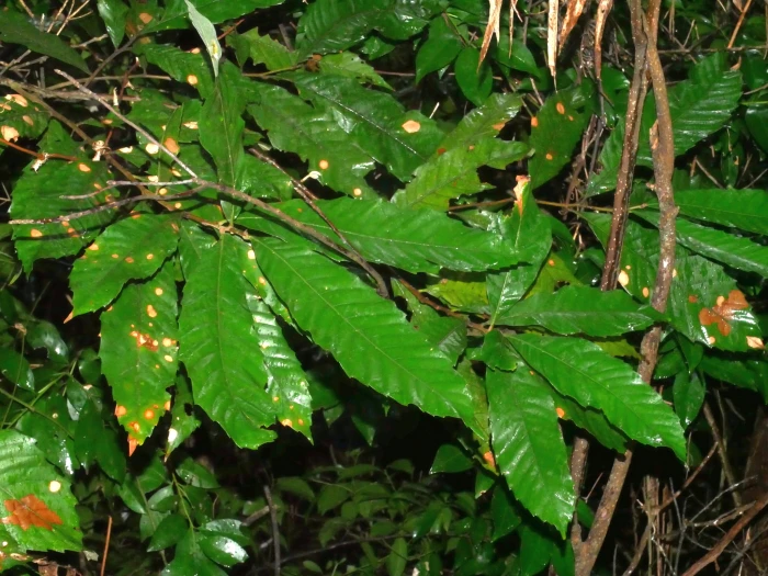 Castanopsis indica image