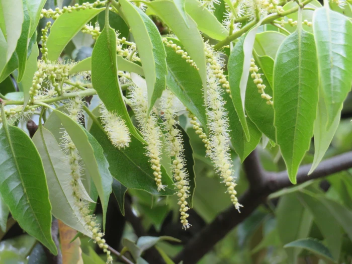 Castanopsis sieboldii image