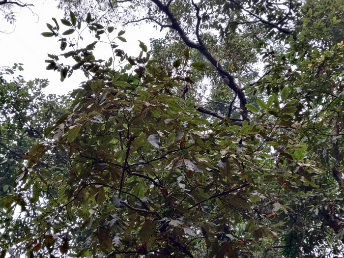 Castanopsis tribuloides image