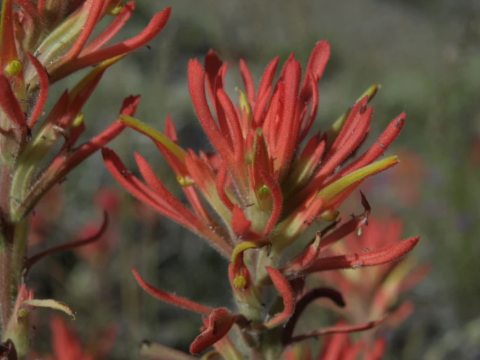Castilleja applegatei image