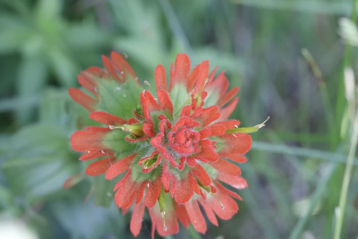 Castilleja hispida image