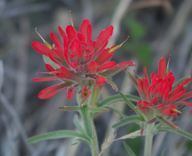 Castilleja lanata image