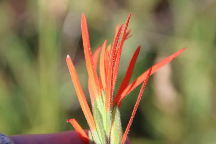 Castilleja affinis image