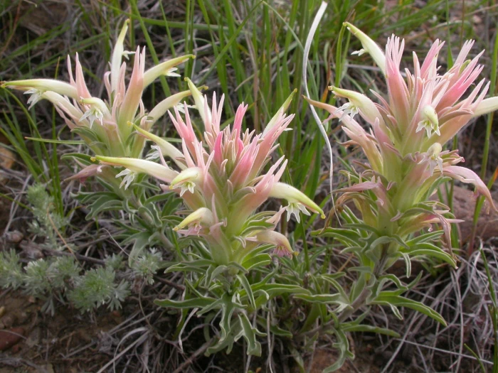 Castilleja sessiliflora image