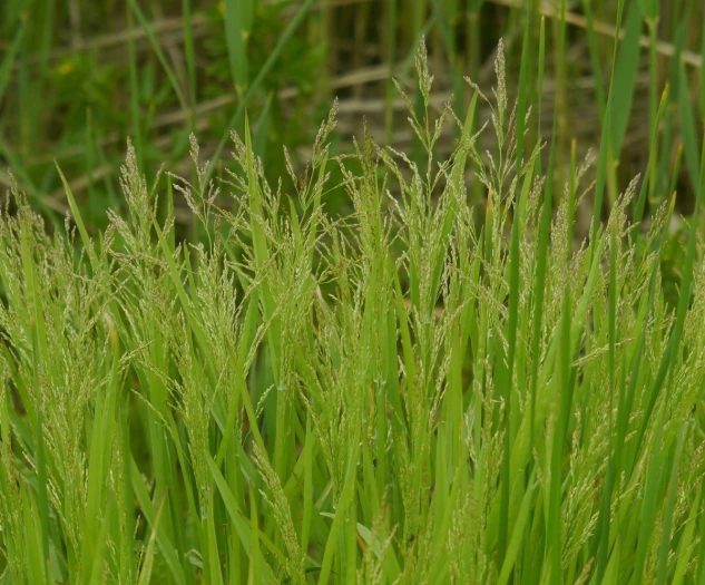 Catabrosa aquatica image