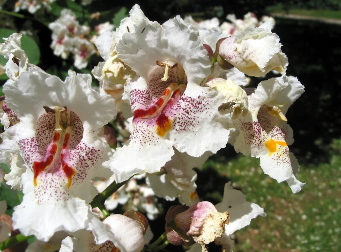 Catalpa speciosa image