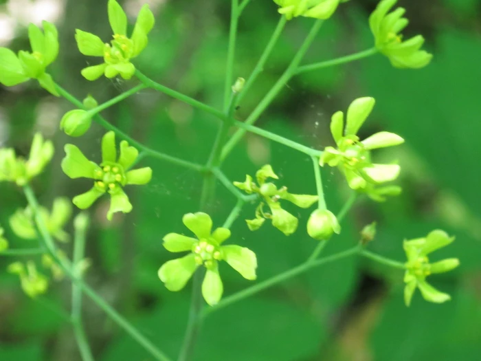 Caulophyllum robustum image