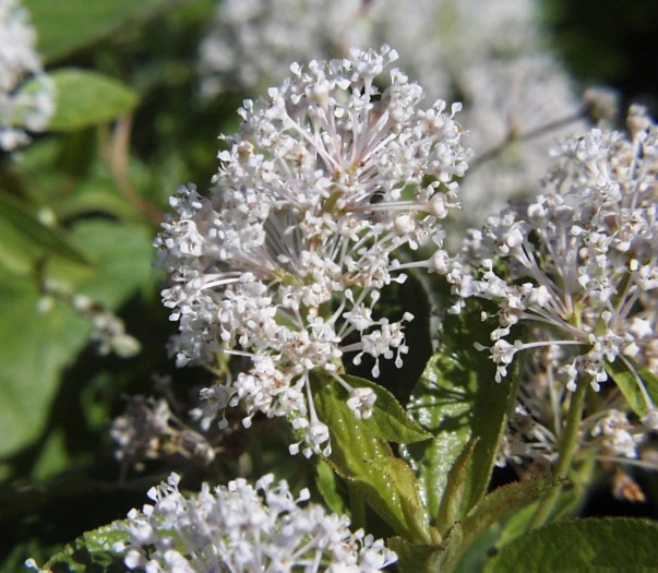 Ceanothus americanus image