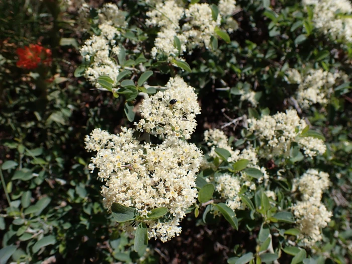 Ceanothus cordulatus image