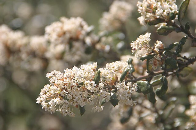 Ceanothus crassifolius image