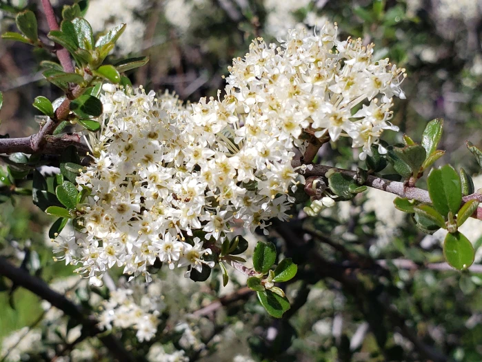 Ceanothus cuneatus image