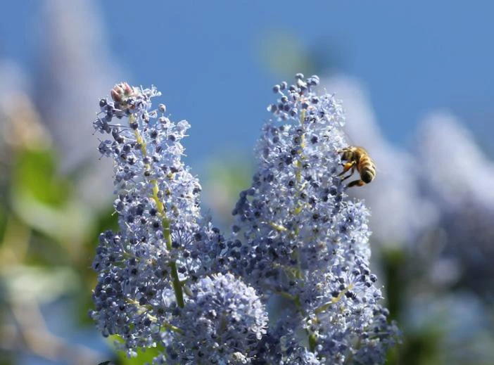 Ceanothus cyaneus image