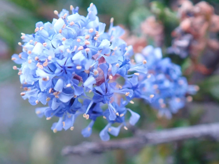 Ceanothus dentatus image