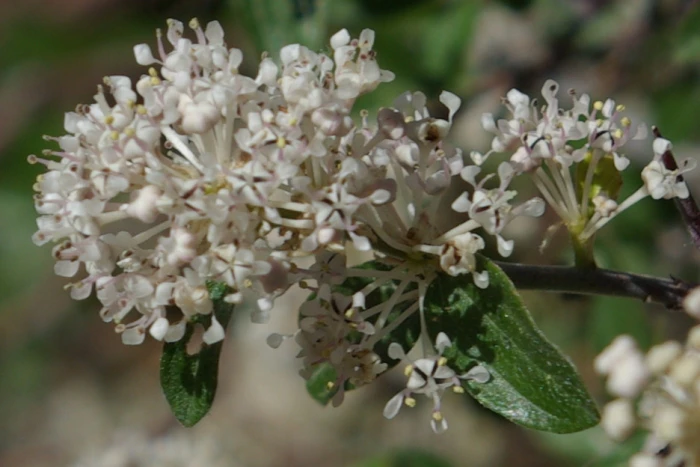 Ceanothus fendleri image