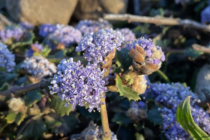 Ceanothus gloriosus image