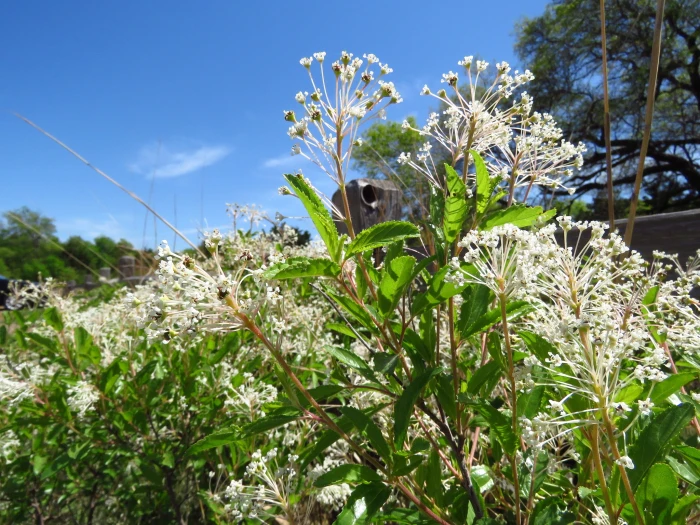 Ceanothus herbaceus image