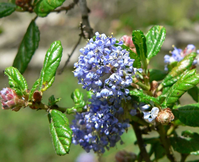 Ceanothus impressus image