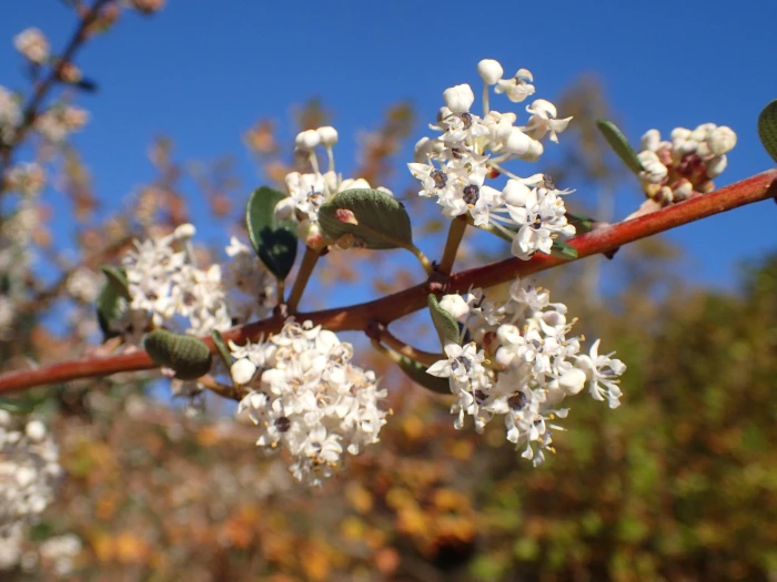 Ceanothus megacarpus image