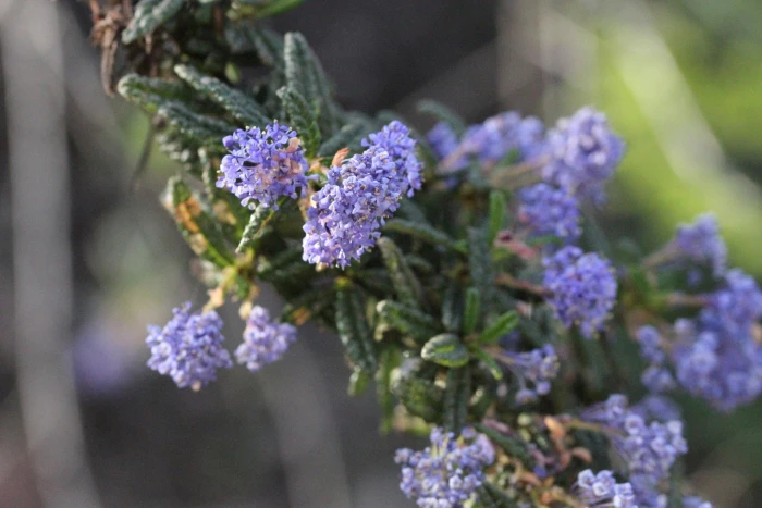 Ceanothus papillosus image