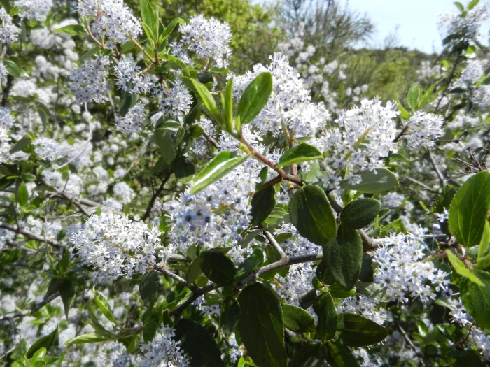 Ceanothus sorediatus image