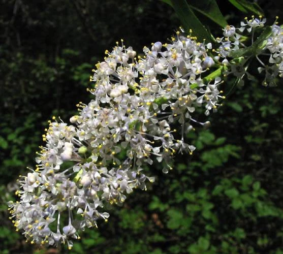 Ceanothus spinosus image