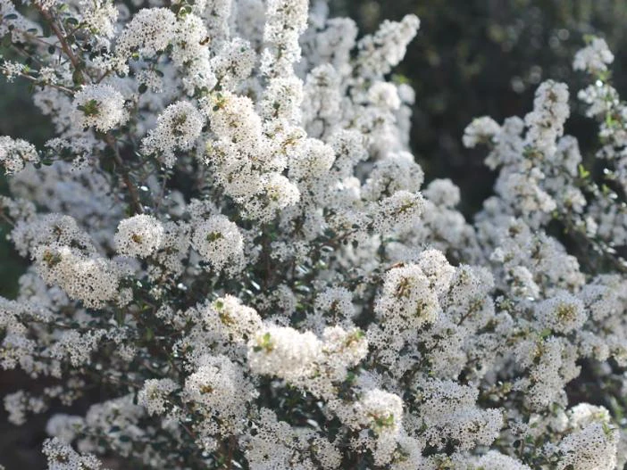 Ceanothus verrucosus image