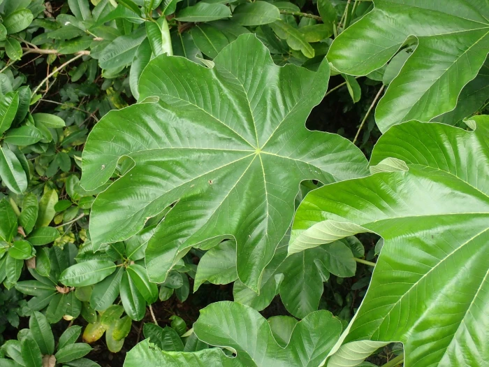 Cecropia schreberiana image