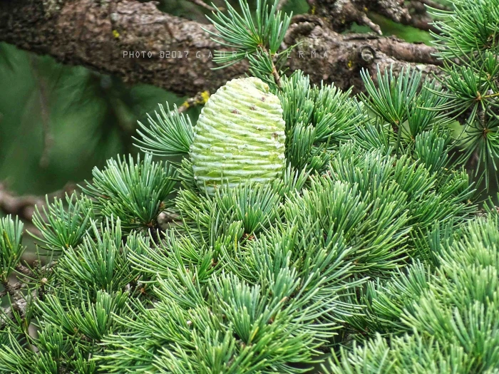 Cedrus deodara image
