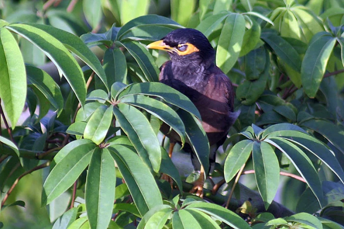 Ceiba pentandra image