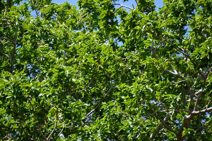 Celtis africana image
