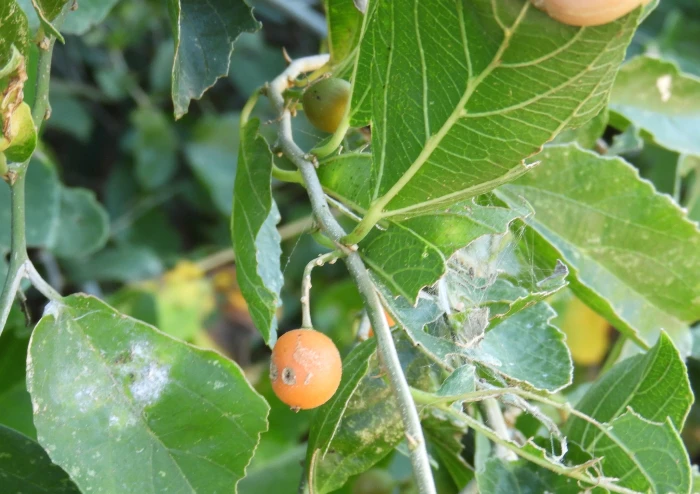 Celtis iguanaea image