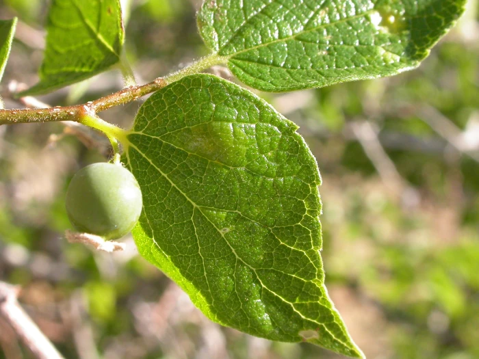 Celtis laevigata image