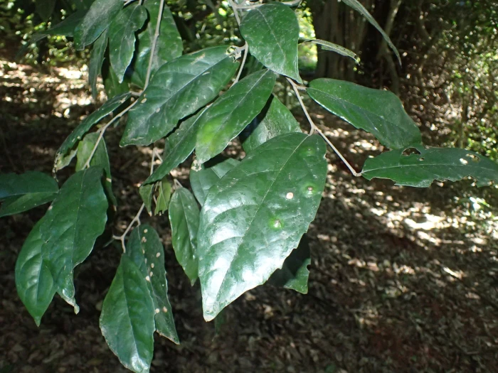 Celtis mildbraedii image