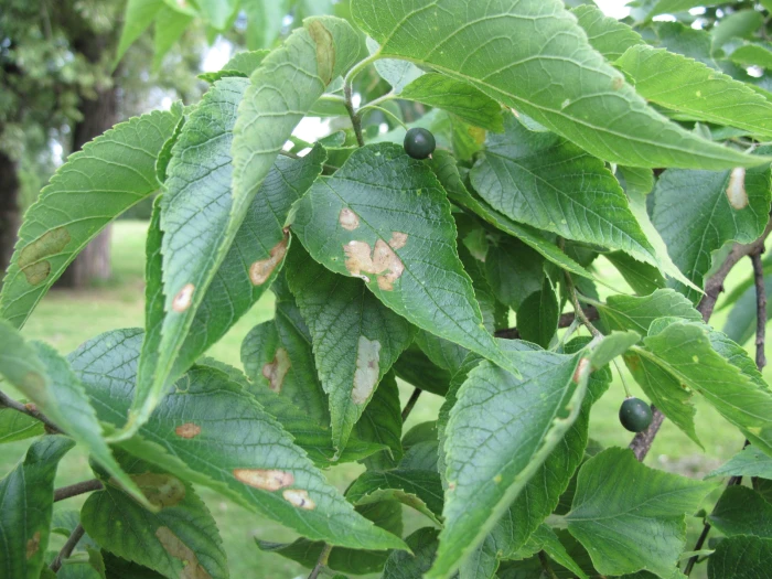 Celtis occidentalis image