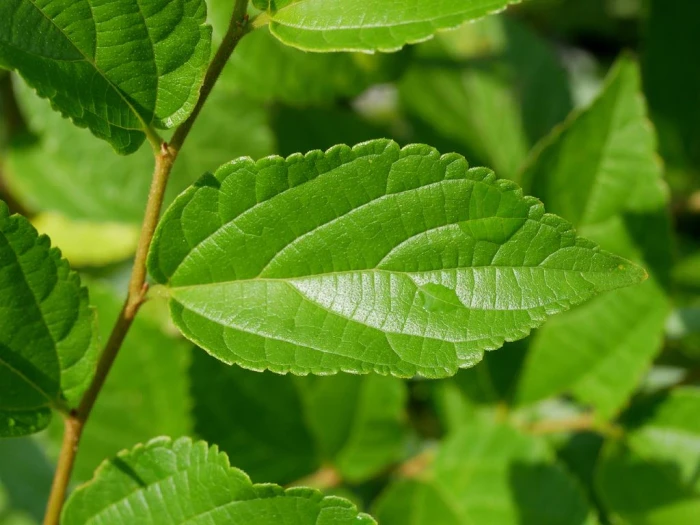 Celtis sinensis image