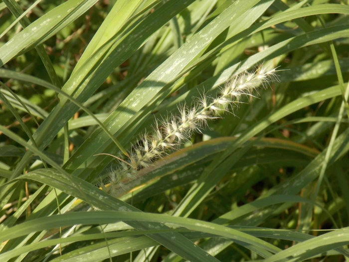 Cenchrus ciliaris image