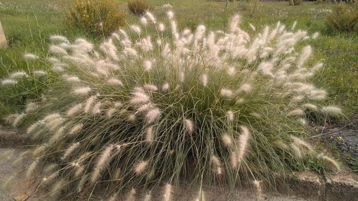 Cenchrus longisetus image