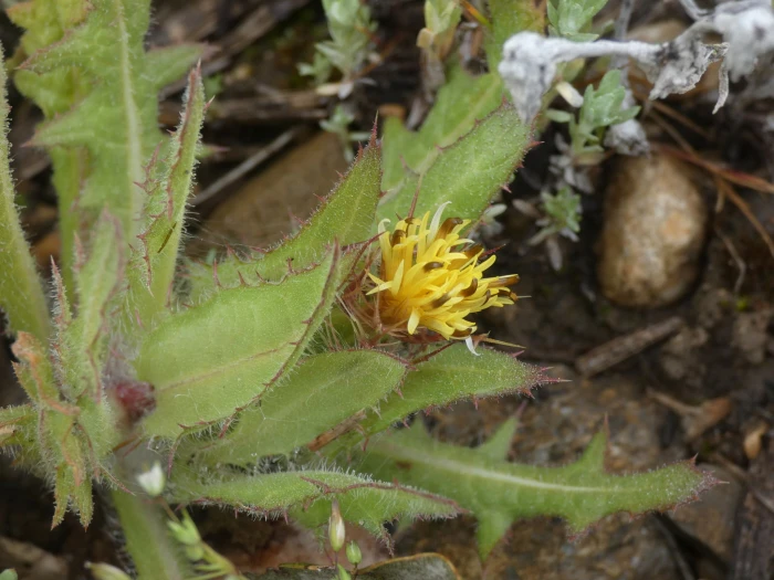 Centaurea benedicta image