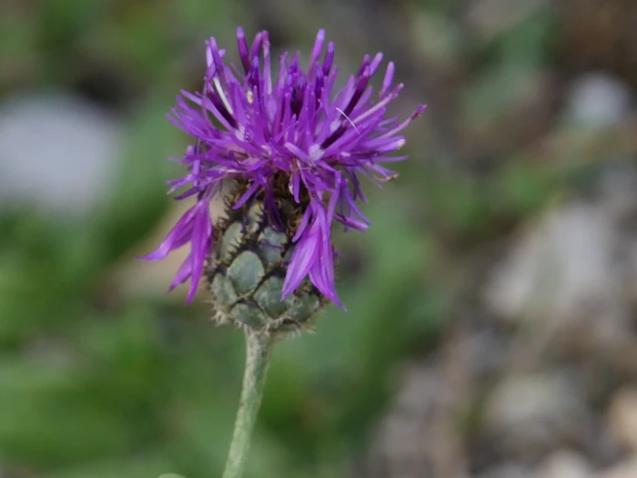 Centaurea cephalariifolia image