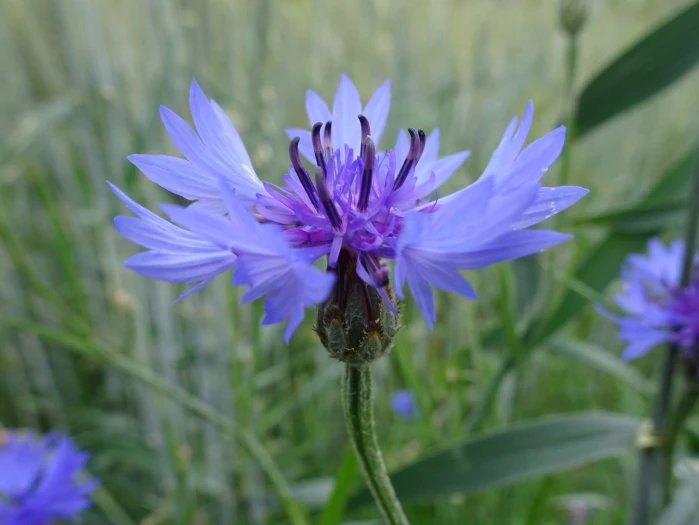 Centaurea cyanus image